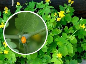 Φυτικός χυμός Celandine για τη θεραπεία των πελματιαίων κονδυλωμάτων